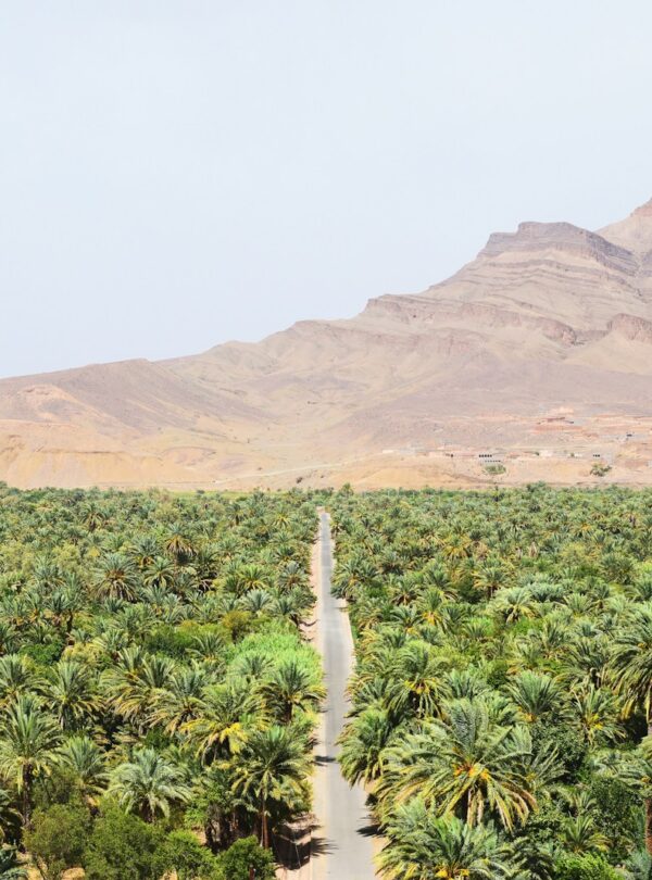 road between green coconut trees at daytime, morocco travel ,3 Days Tours from Marrakech To Merzouga, morocco travel